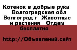 Котенок в добрые руки!!! - Волгоградская обл., Волгоград г. Животные и растения » Отдам бесплатно   